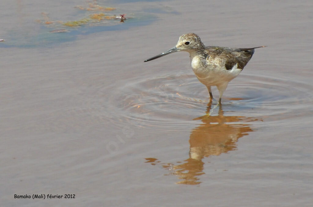 Common Greenshankadult post breeding, identification