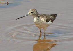 Common Greenshank