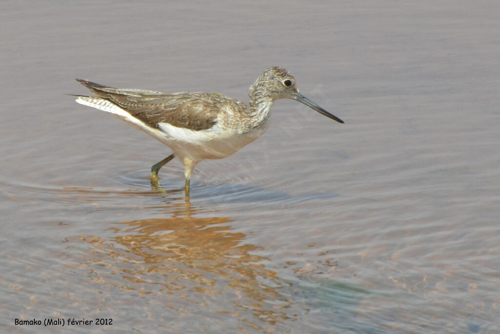 Common Greenshankadult post breeding, identification