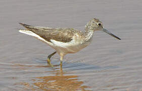 Common Greenshank