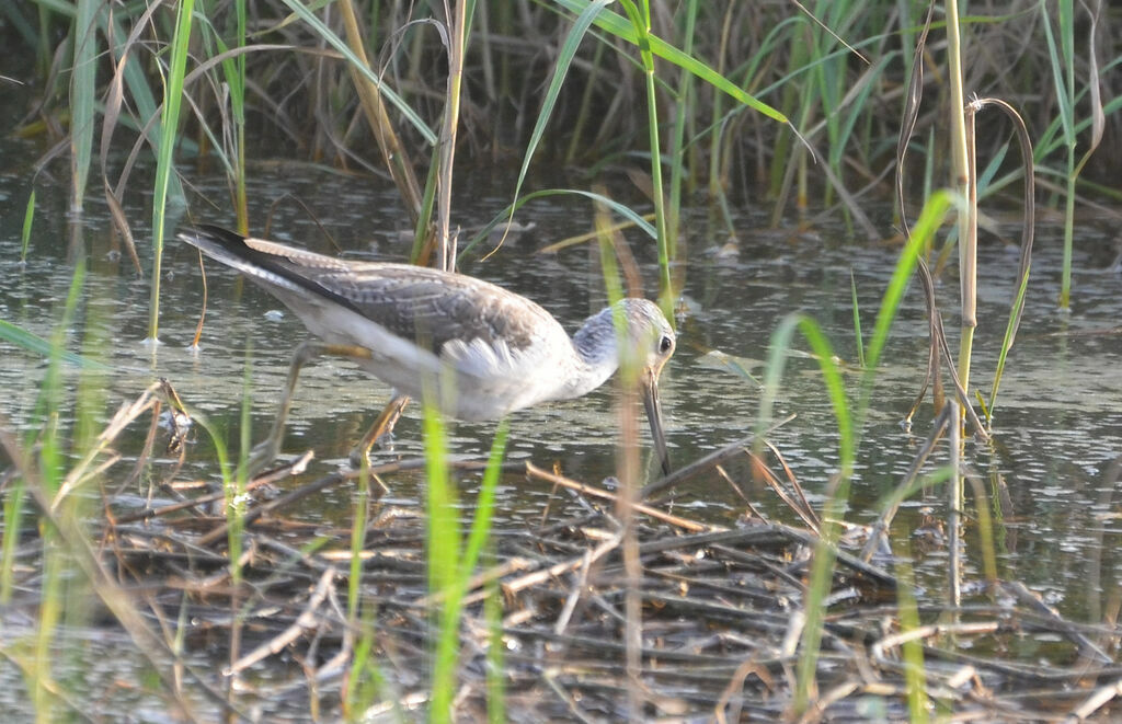 Common Greenshankadult