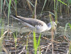 Common Greenshank