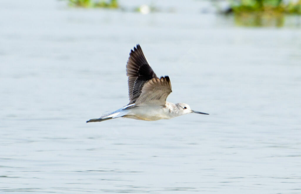 Common Greenshank