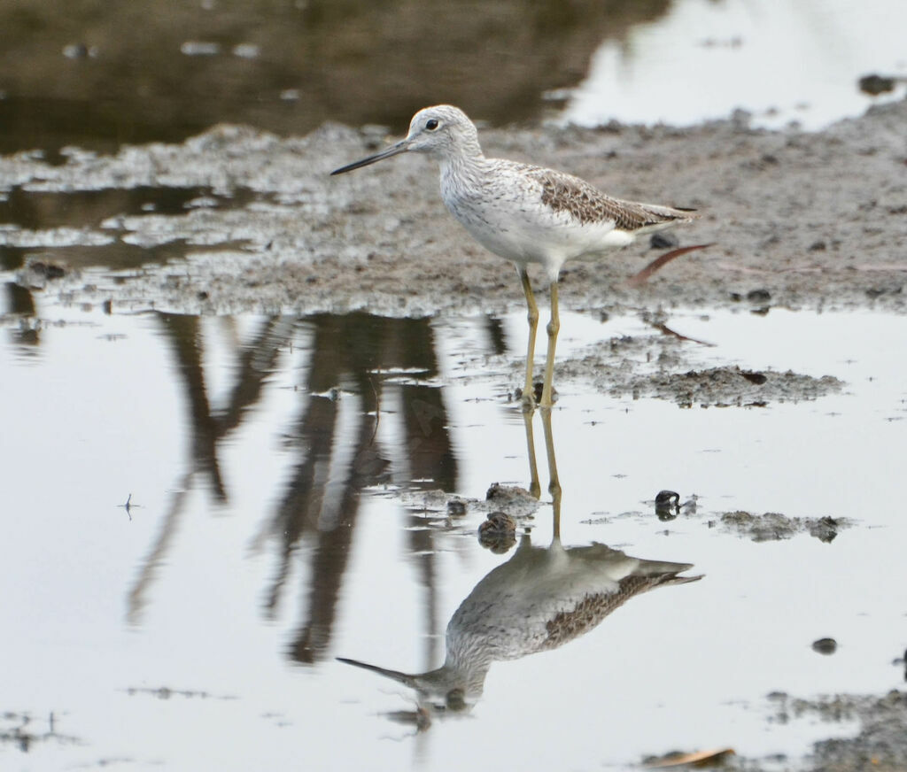 Common Greenshankadult, identification