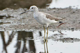 Common Greenshank