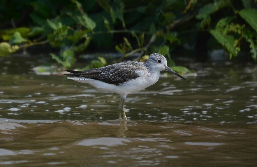 Common Greenshankadult