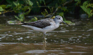 Common Greenshank