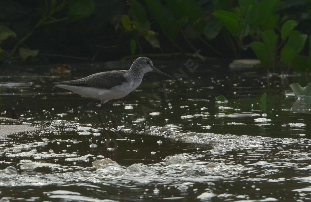 Common Greenshankadult