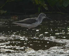 Common Greenshank