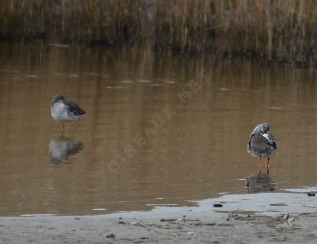 Spotted Redshank