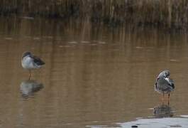 Spotted Redshank