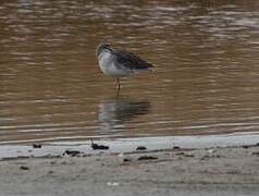 Spotted Redshank