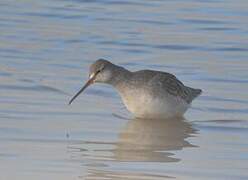 Spotted Redshank