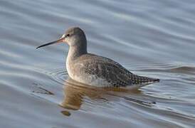 Spotted Redshank