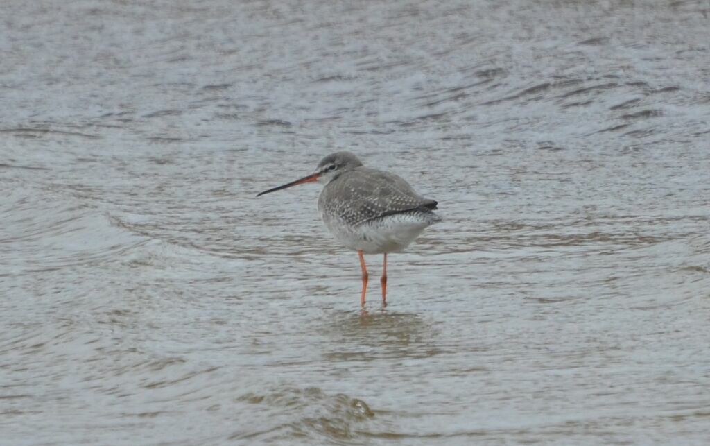 Spotted Redshankadult, identification