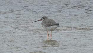 Spotted Redshank