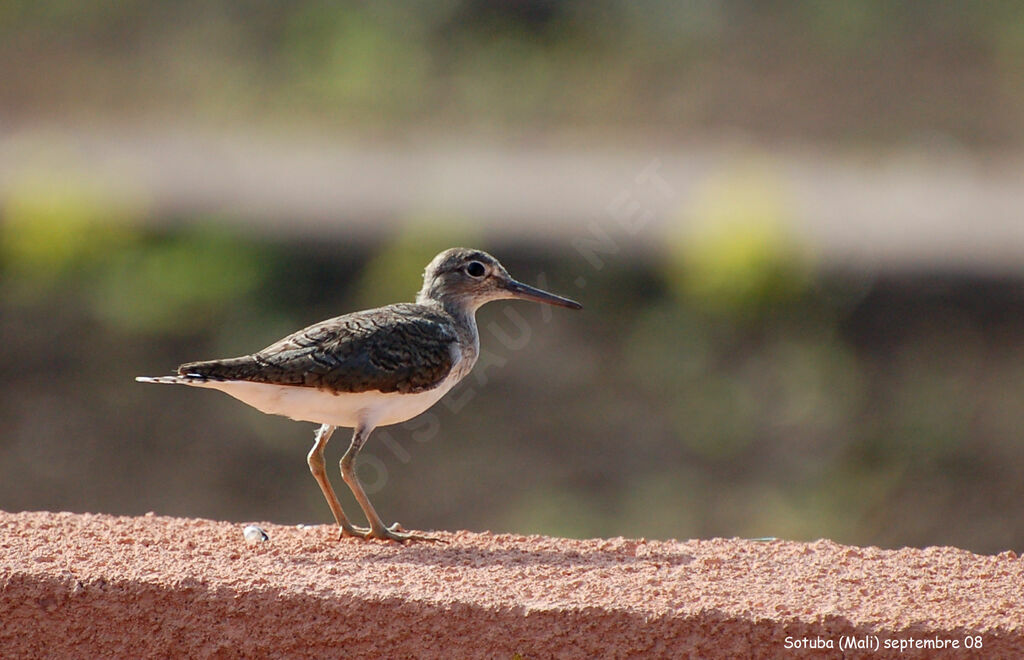 Green Sandpiper