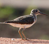 Green Sandpiper