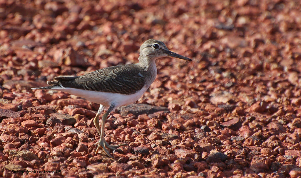 Green Sandpiper