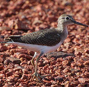 Green Sandpiper