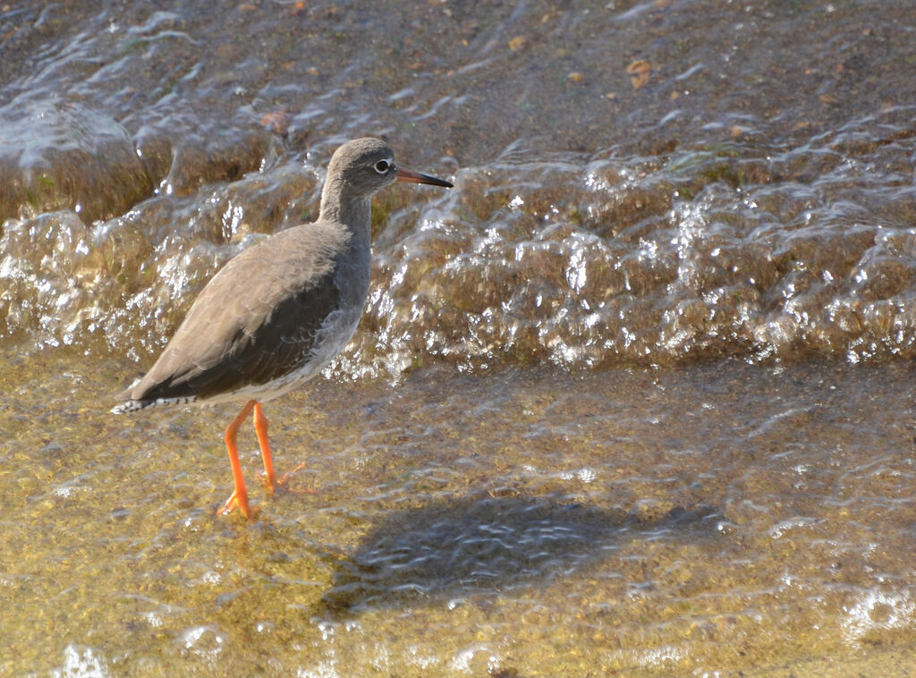 Common Redshankadult