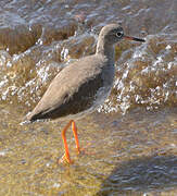 Common Redshank
