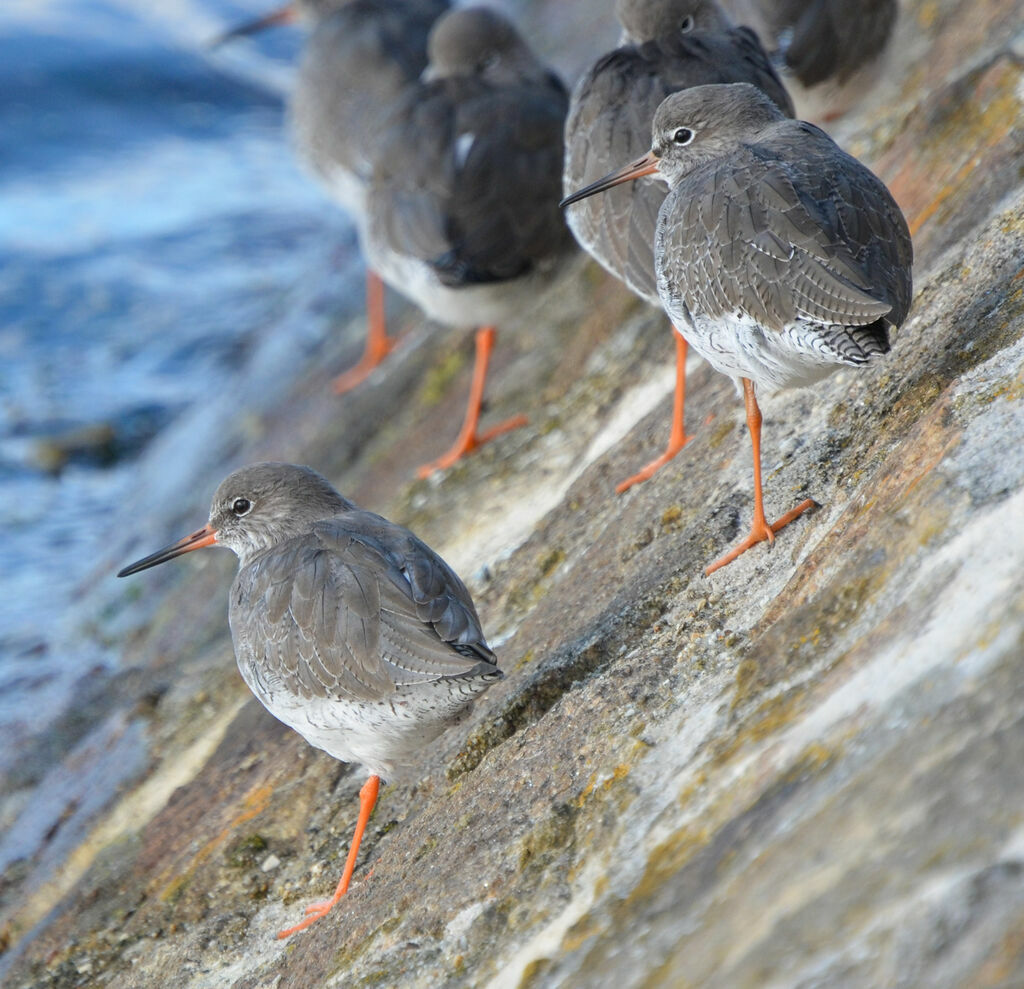 Common Redshankadult