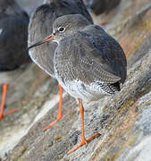 Common Redshank