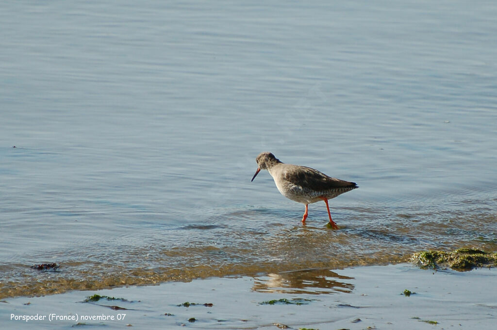 Common Redshank