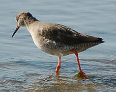 Common Redshank