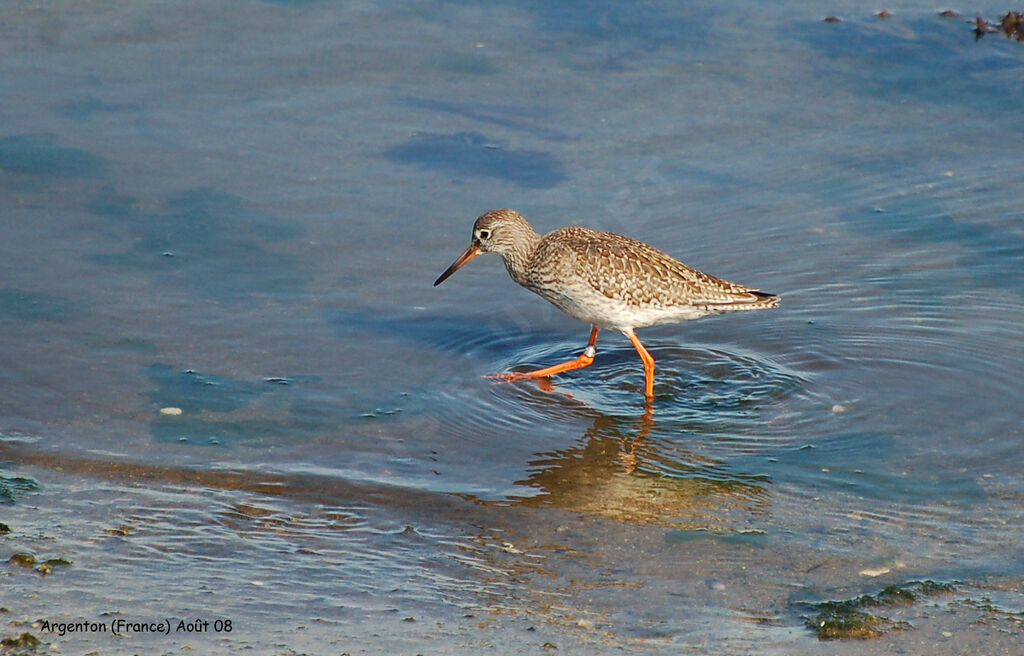 Common Redshank