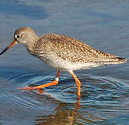 Common Redshank