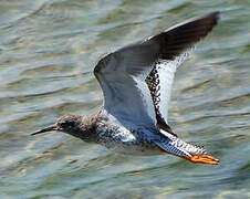 Common Redshank