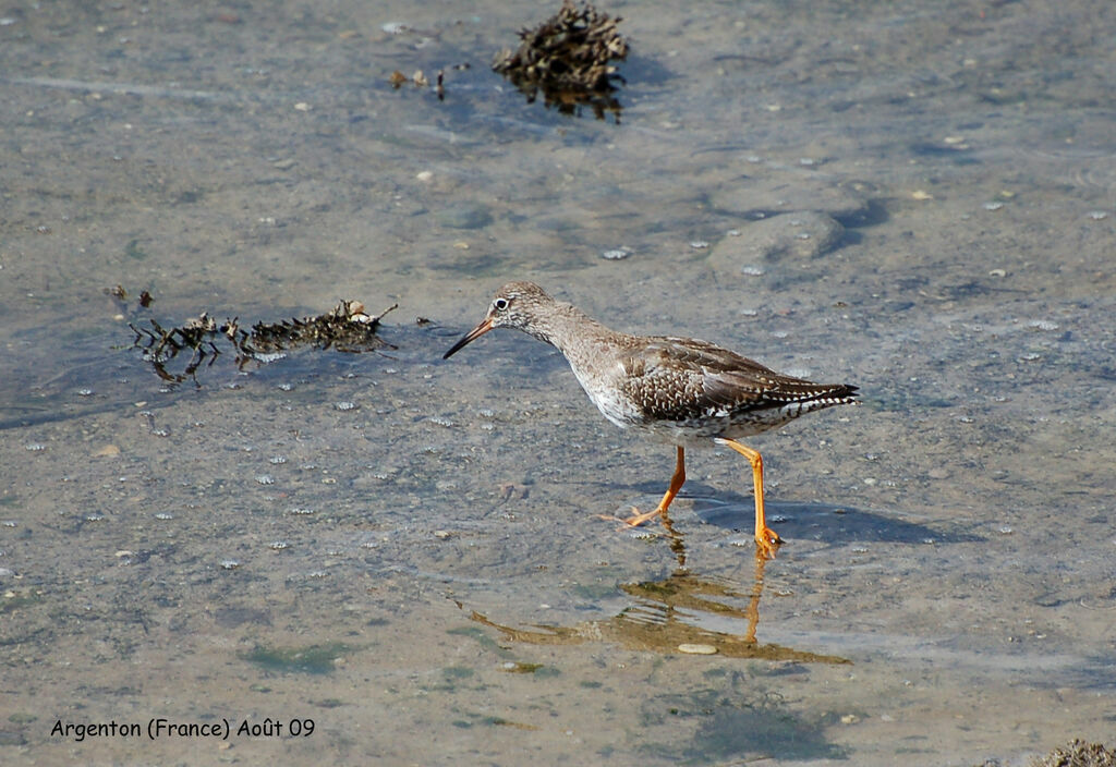 Common Redshank