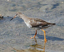 Common Redshank