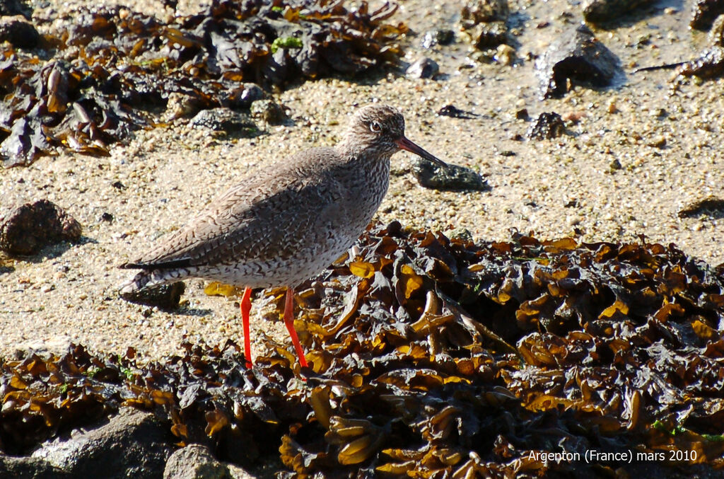 Common Redshank