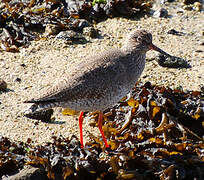 Common Redshank