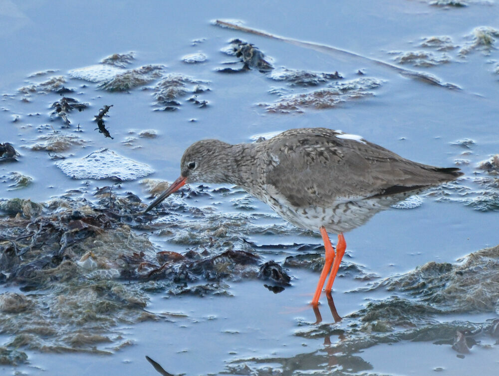 Common Redshankadult