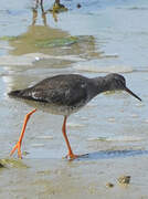 Common Redshank