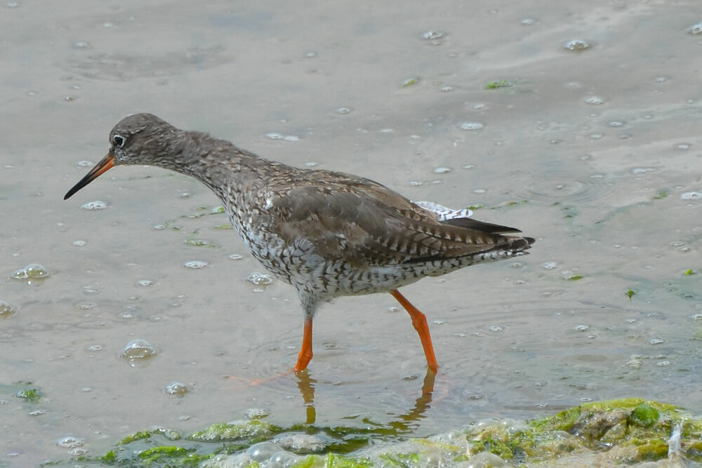 Common Redshankadult