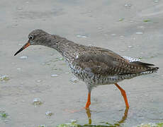 Common Redshank