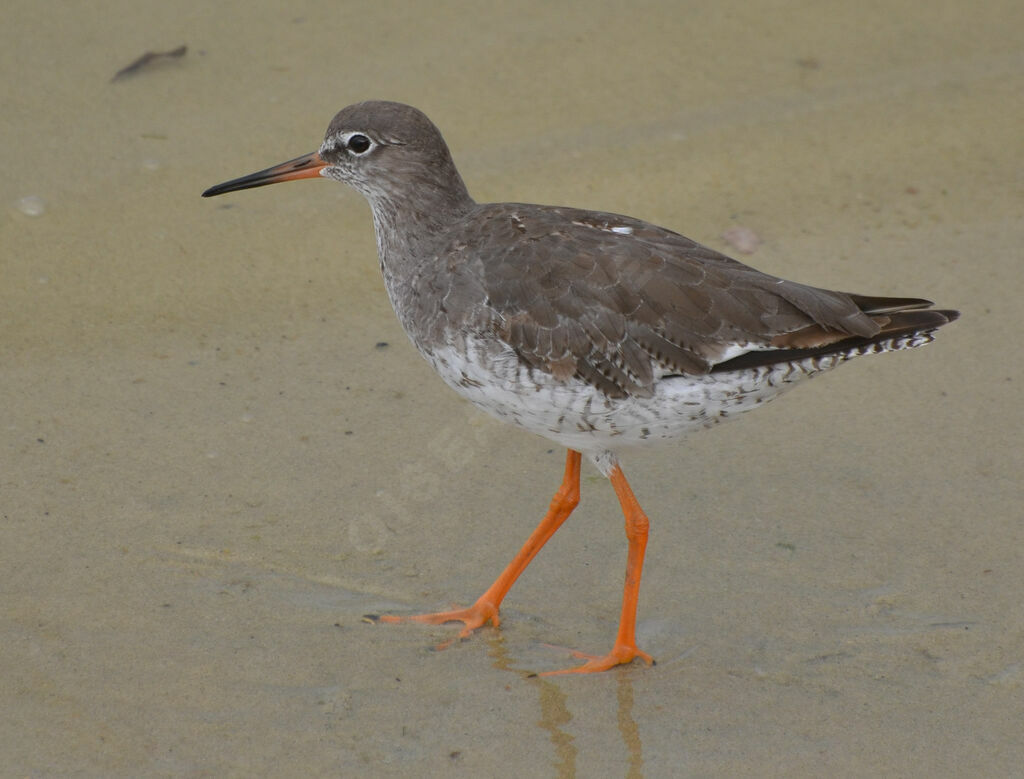 Common Redshankadult, identification