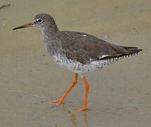 Common Redshank