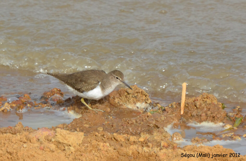 Common Sandpiper