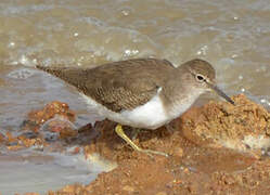 Common Sandpiper