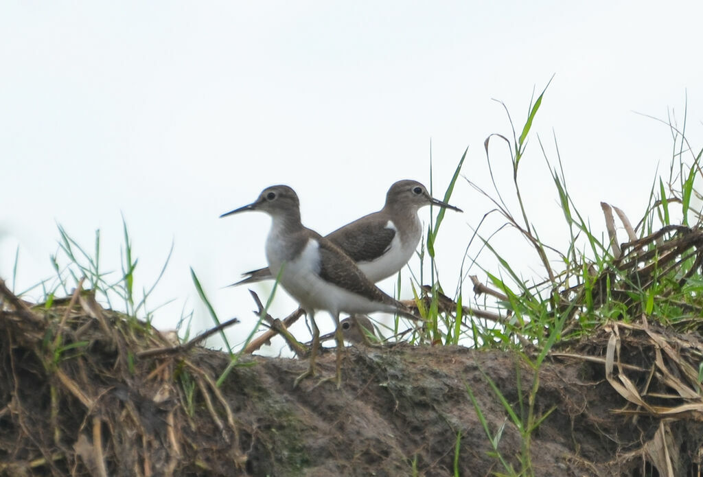 Common Sandpiperadult