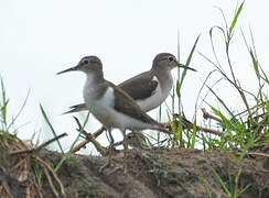 Common Sandpiper