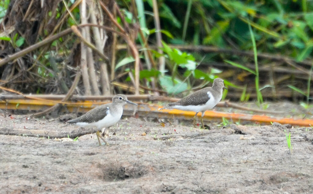 Common Sandpiper