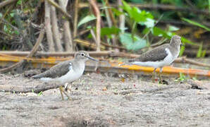 Common Sandpiper