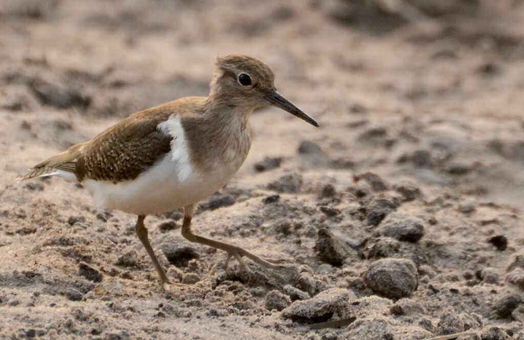 Common Sandpiperadult, identification